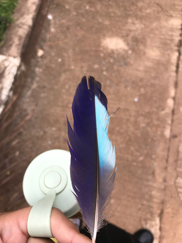 Indochinese Roller