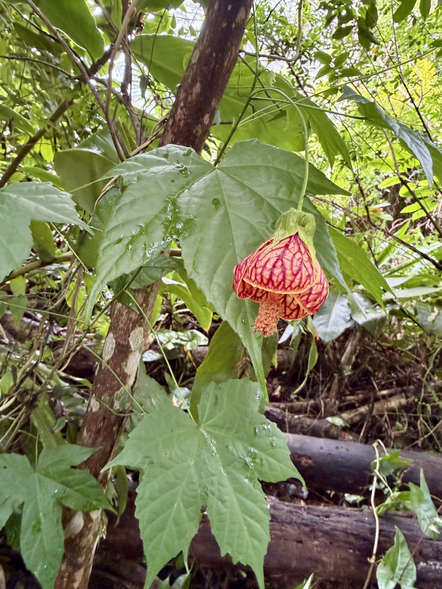 Abutilon striatum G.F.Dicks. 4