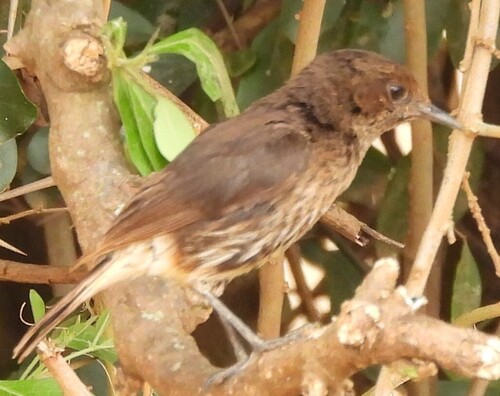 Abyssinian Wheatear (Oenanthe lugubris), photo 2