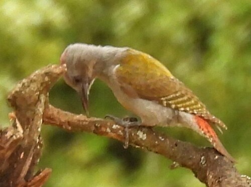 Eastern Grey Woodpecker (Dendropicos spodocephalus)