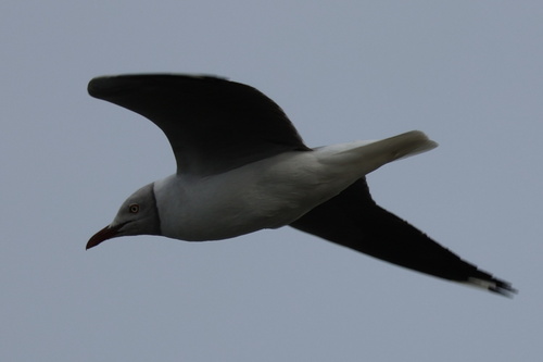 iNaturalist image