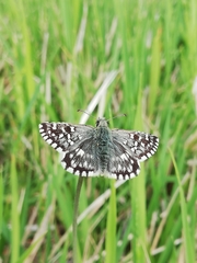 Pyrgus malvoides