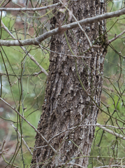 Fraxinus caroliniana