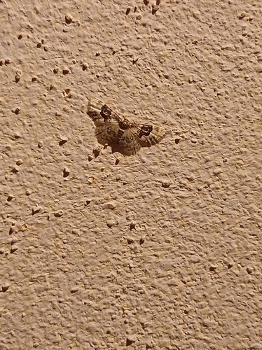 Least Carpet