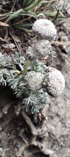 Artemisia granatensis