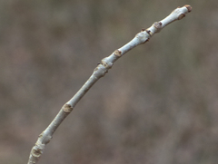 Fraxinus caroliniana