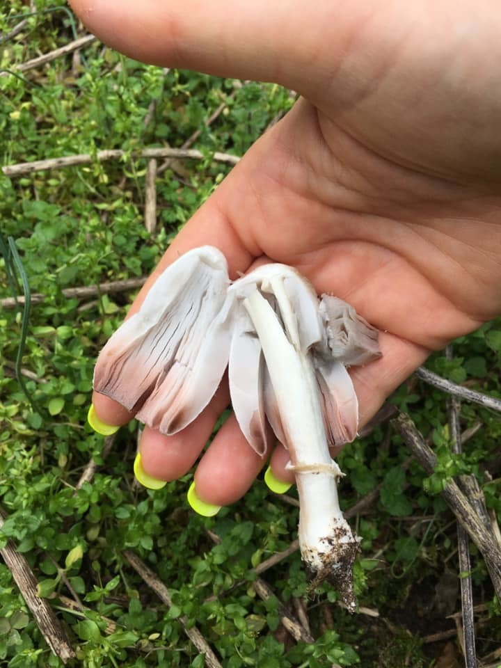 Coprinus palmeranus
