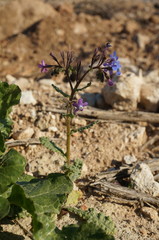 Anchusa stylosa