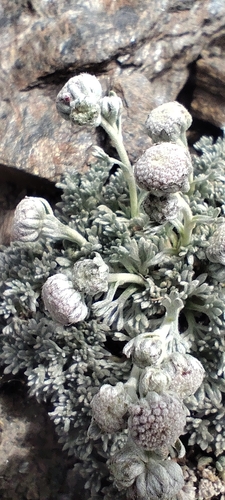 Artemisia granatensis, photograph 2