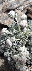 Artemisia granatensis, photograph (c) Santiago Martín-Bravo, some rights reserved (CC BY)