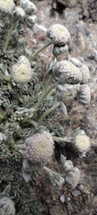 Artemisia granatensis, photograph (c) Santiago Martín-Bravo, some rights reserved (CC BY)