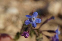 Anchusa stylosa