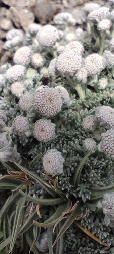 Artemisia granatensis, photograph 4