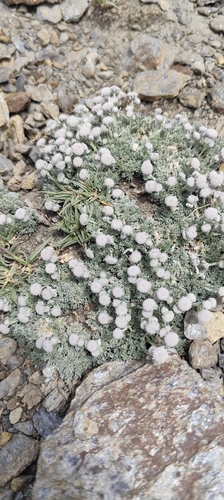 Artemisia granatensis, photograph 5