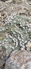 Artemisia granatensis, photograph (c) Santiago Martín-Bravo, some rights reserved (CC BY)