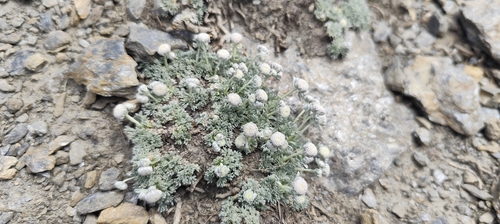 Artemisia granatensis, photograph 6
