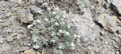 Artemisia granatensis, photograph (c) Santiago Martín-Bravo, some rights reserved (CC BY)