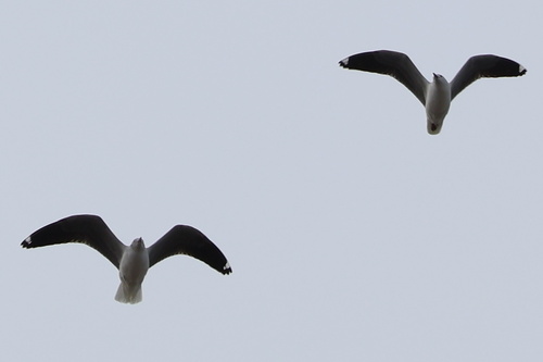 iNaturalist: (c) Gerhard Lemmer, some rights reserved (CC BY-NC), uploaded by Gerhard Lemmer iNaturalist image