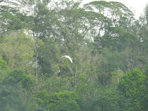 iNaturalist image