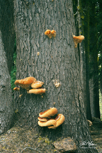 iNaturalist observation photo of West Coast Reishi