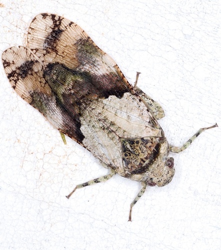 Fulgoricesa peruviana