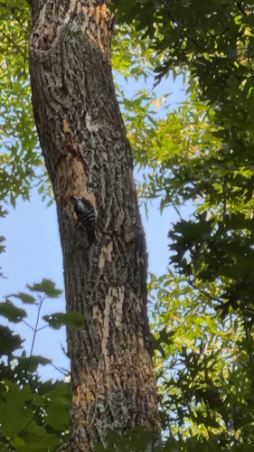 Yellow-bellied Sapsucker observed by graytower982105