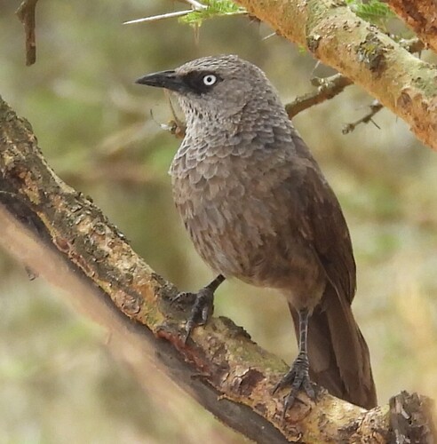 Black-lored Babbler (Turdoides sharpei), photo 9