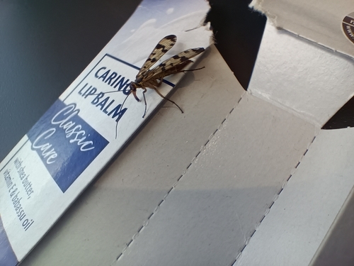 Meadow Scorpionfly