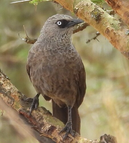 Black-lored Babbler (Turdoides sharpei), photo 10
