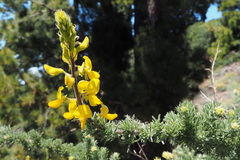 Adenocarpus viscosus