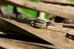 Copeoglossum nigropunctatum