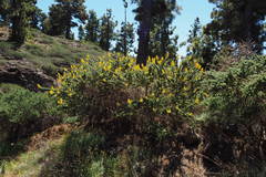 Adenocarpus viscosus