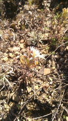 Castilleja mexicana