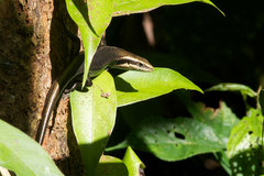 Copeoglossum nigropunctatum