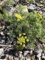 Lomatium grayi