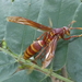 Polistes carnifex rufipennis - Photo (c) Ricardo Brenes, some rights reserved (CC BY-NC), uploaded by Ricardo Brenes