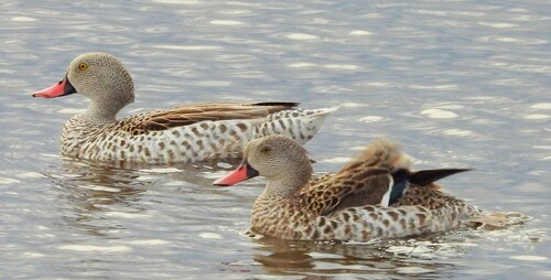 Cape Teal (Anas capensis), photo 8