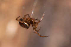 Steatoda bipunctata
