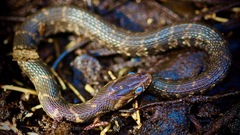 Nerodia fasciata image