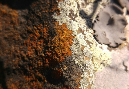Caloplaca flavovirescens image
