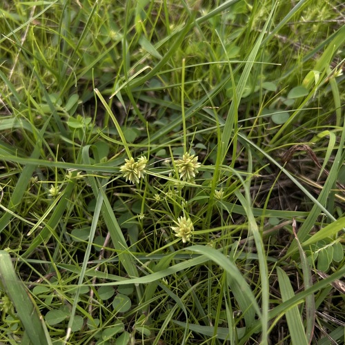 Cyperus pumilus observed 2026-07-16
