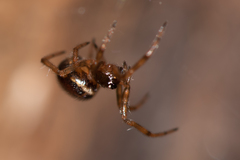 Steatoda bipunctata