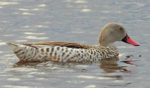 Cape Teal (Anas capensis), photo 9