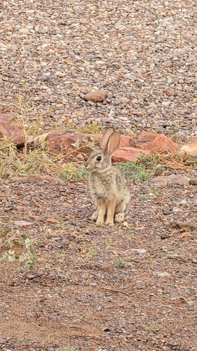 Desert Cottontail observed by watson_world