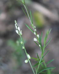 Polygala scoparioides