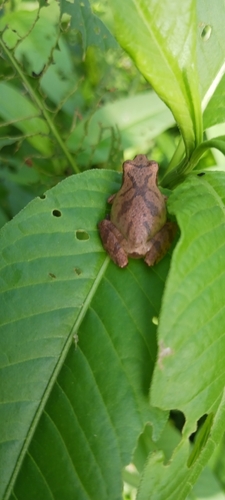 Spring Peeper observed by jsode