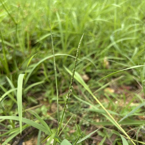 Hemarthria compressa observed 2026-07-18