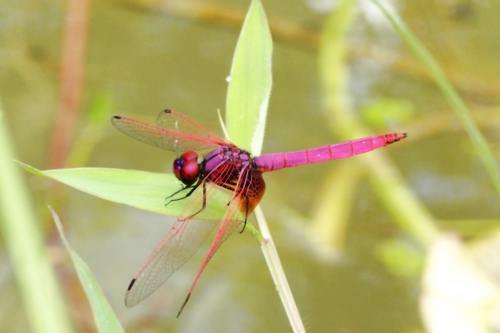 Crimson Marsh Glider