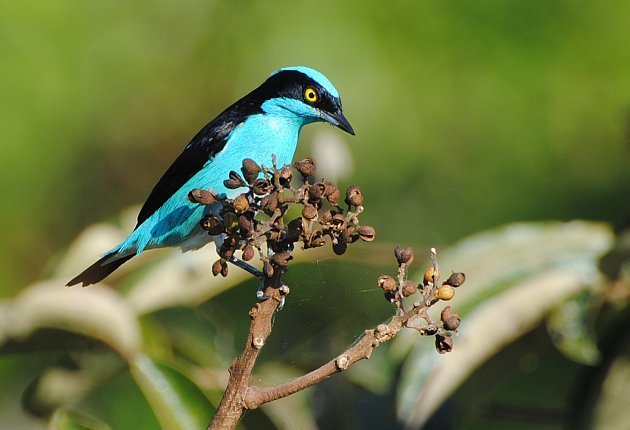 Tanagers and Allies