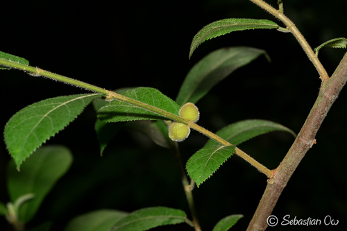 Ficus aurata observed 2026-07-18